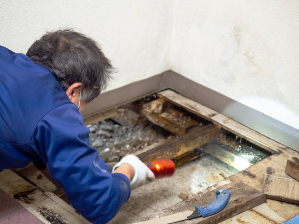 Best Mold Remediation for Schools in Havelock, NC