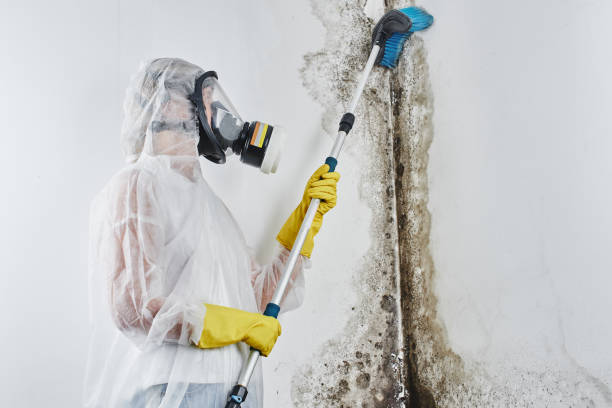 Best Residential Mold Remediation in Havelock, NC