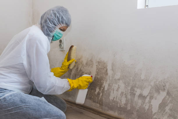Havelock, NC Mold Remediation Company