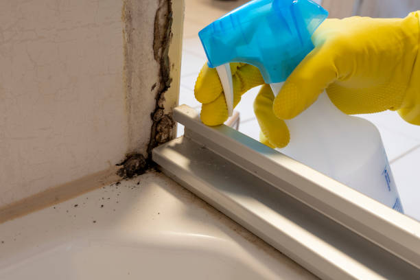 Best DIY Mold Remediation Support Services in Havelock, NC