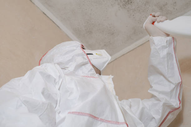 Best White Mold Remediation in Havelock, NC