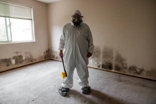 Best Post-Flood Mold Remediation in Havelock, NC