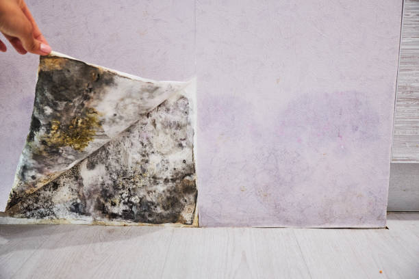 Best Emergency Mold Remediation in Havelock, NC